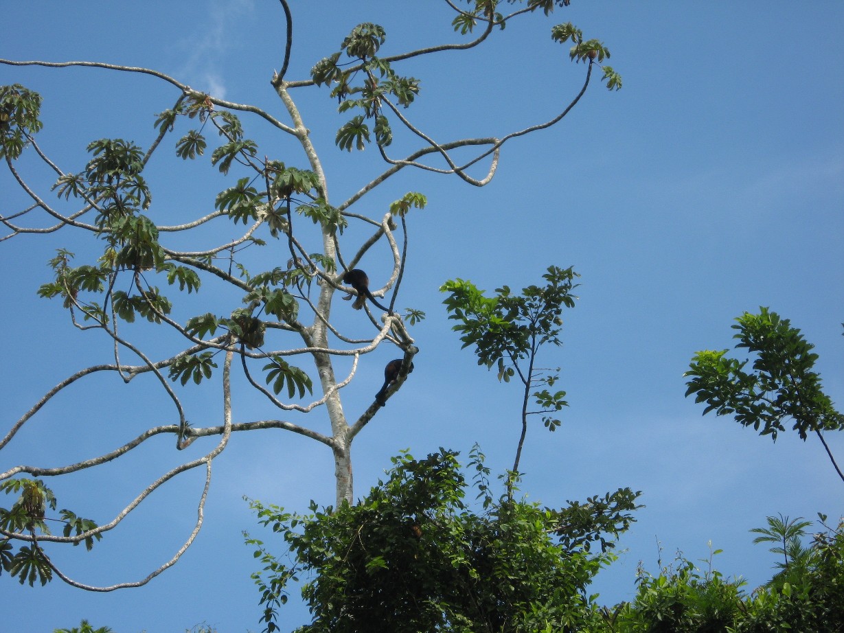 Brüllaffen sitzen in einem Baum