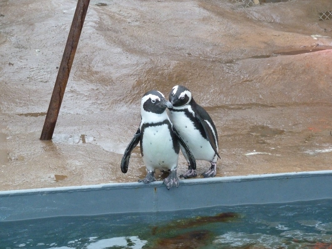 schnäbelnde Pinguine