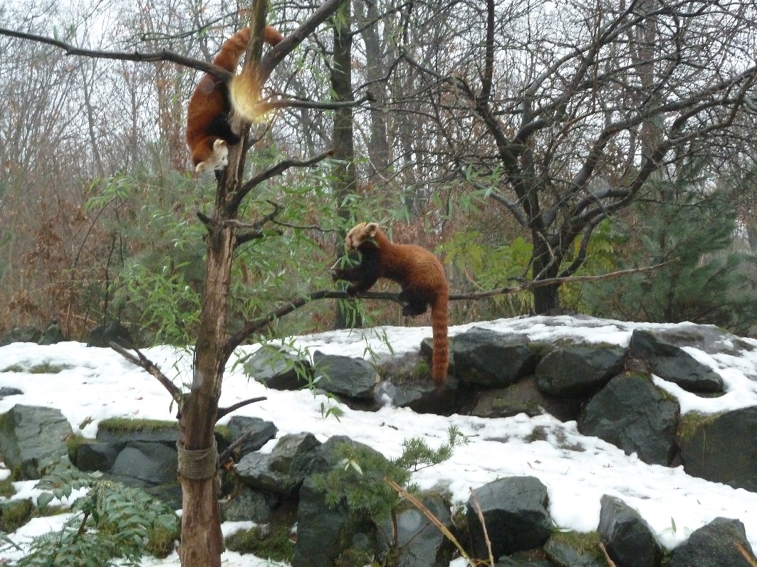 zwei Pandabären klettern in einem Baum